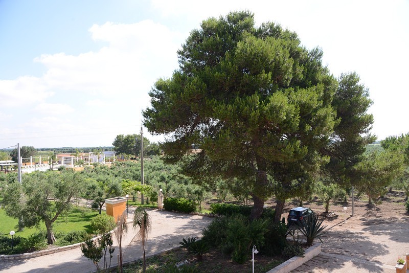 Esterni e Parco Oliveto
